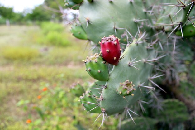 Cactusvijgcactusfruit close-up cactusplant