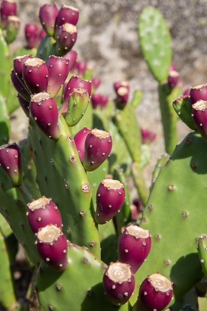 Cactusvijgcactusplant en -fruit, Portugal