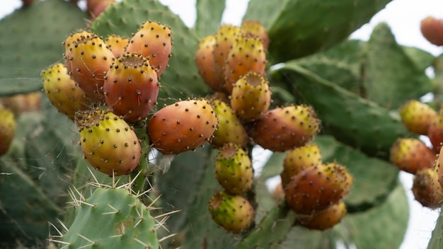 Cactusvijgfruit op sicilië