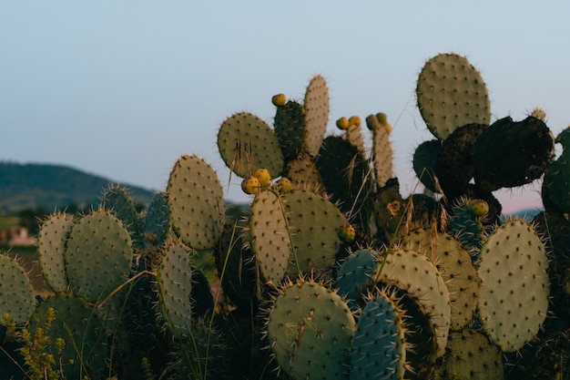 Cactusvijgplant met fruit.