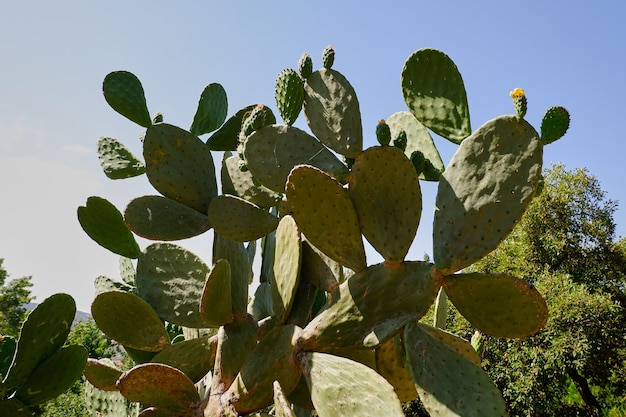 Cactusvijgplant met zijn vlezige bladeren vol doornen in een openbaar park, opuntia lindheimeri