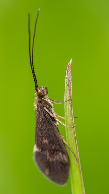 Ручейник (Trichoptera) сидит на травинке.