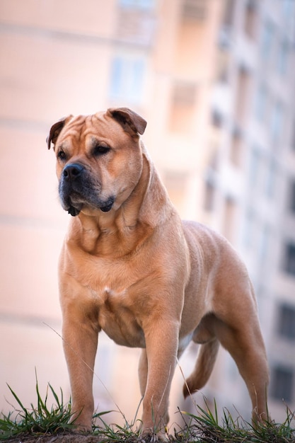 Photo cadebo dog fawn in the city