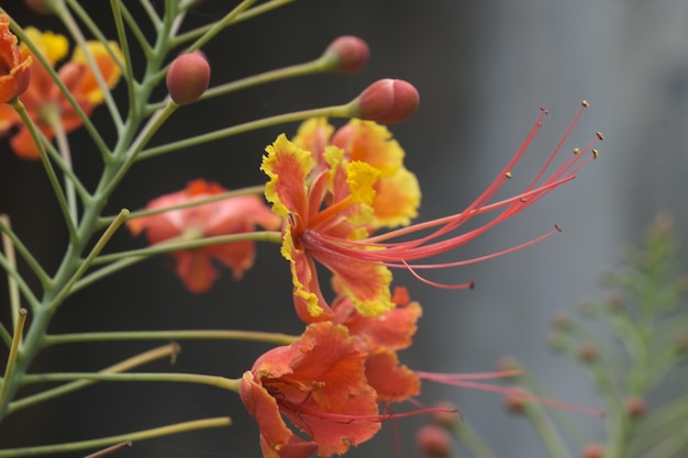 Caesalpinia pulcherrima는 완두콩과 Fabaceae에 속하는 꽃식물의 한 종입니다. 켐방 메락.