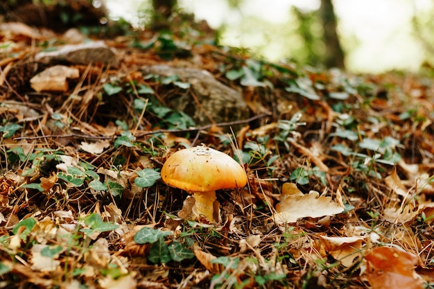 Foto caesar paddestoel amanita caesarea in het gras in de herfst bos eetbare schimmel van de amanitaceae