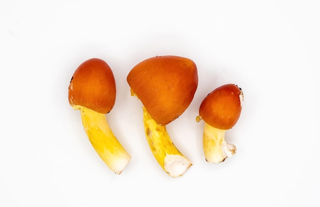 흰색 배경에 Caesar39s 버섯 Amanita caesarean 버섯은 달걀처럼 보입니다. 흰색 껍질에서 노란색 주황색 버섯이 나옵니다. Caesar 버섯