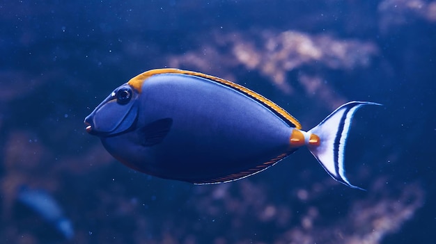 Caesio teres fish Underwater close up view of tropical animals Life in ocean