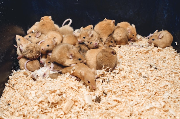 写真 ベージュ色のマウスの群れを持つケージ 売るためのマウスの成長 小規模なビジネス