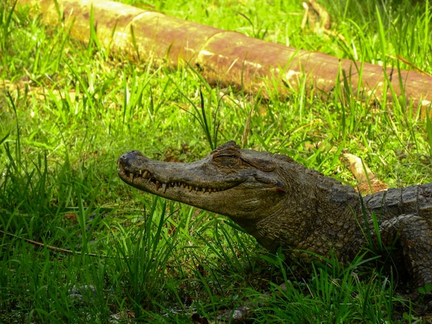 A caiman on the banks of a lagoon, Amazonia, Ecuador