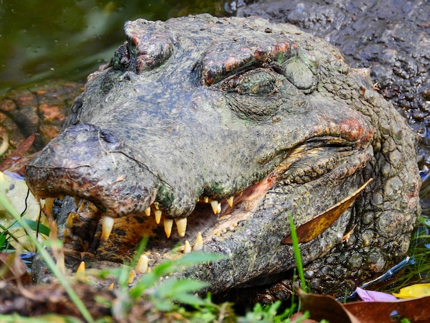 A caiman on the banks of a lagoon, Amazonia, Ecuador