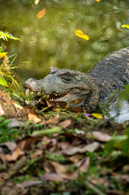 Un caimano sulle rive di una laguna, amazzonia, ecuador