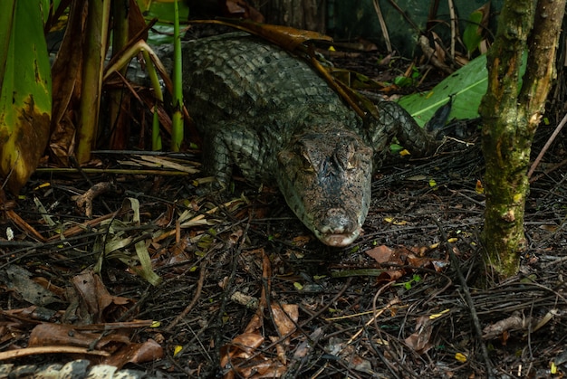 Caiman Crocodile Absorbing Heat from sunlight