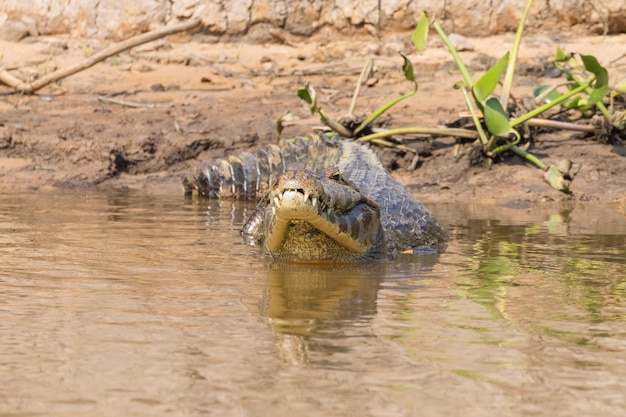 パンタナールブラジルブラジルの野生生物の水面に浮かぶカイマン