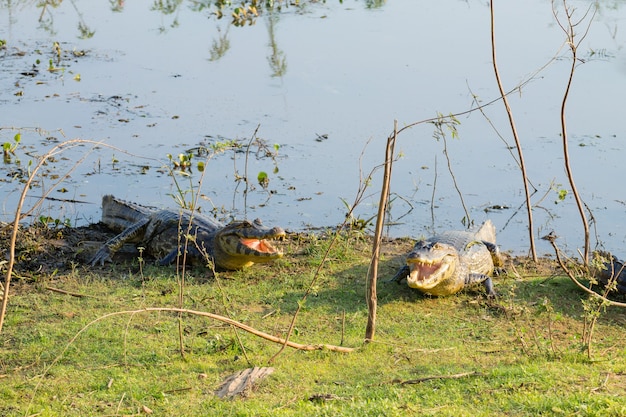 Caiman which heats up in the morning sun from Pantanal, Brazil. Brazilian wildlife.