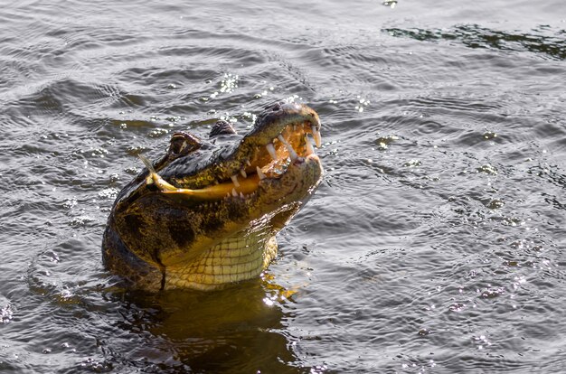 Caiman yacare in the Brazilian wetland