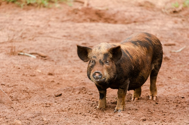 caipira pig in a field