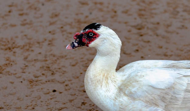 Photo cairina moschata domestic muscovy duck with red face