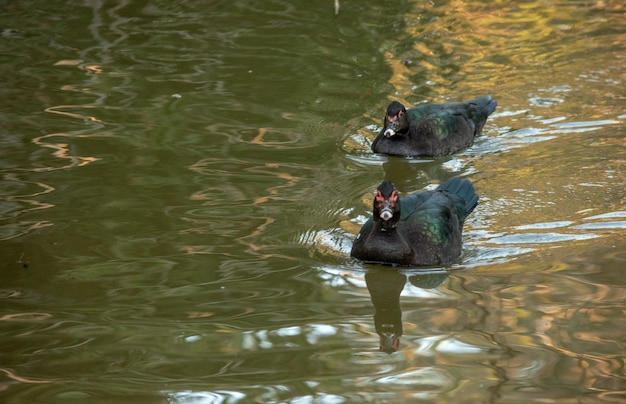 湖で泳ぐカイリナ・モスカタ