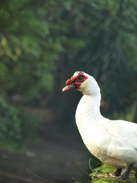 Cairina moschata Muscovy DuckA 흰색 거위와 붉은 혹이 흐릿한 배경