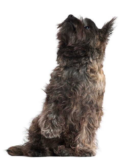 Cairn Terrier, 8 months old, sitting and looking up