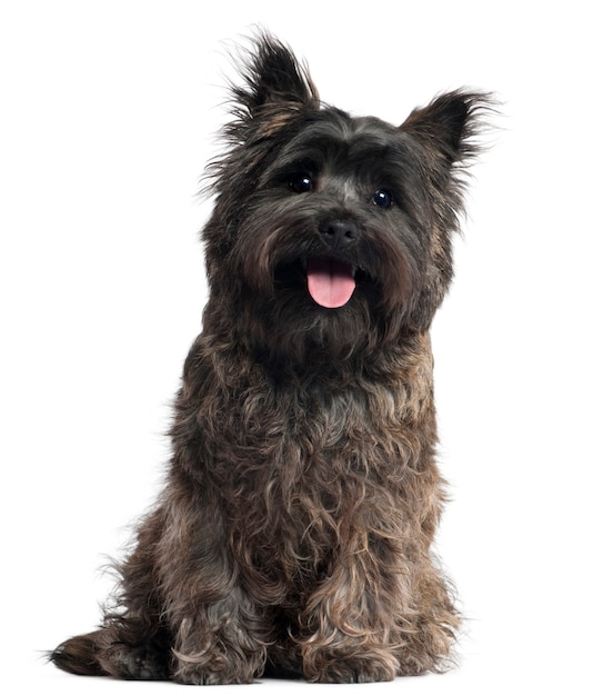 Cairn Terrier, 8 months old, sitting