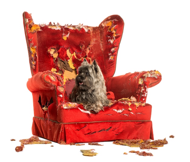 Cairn Terrier panting lying on a destroyed armchair