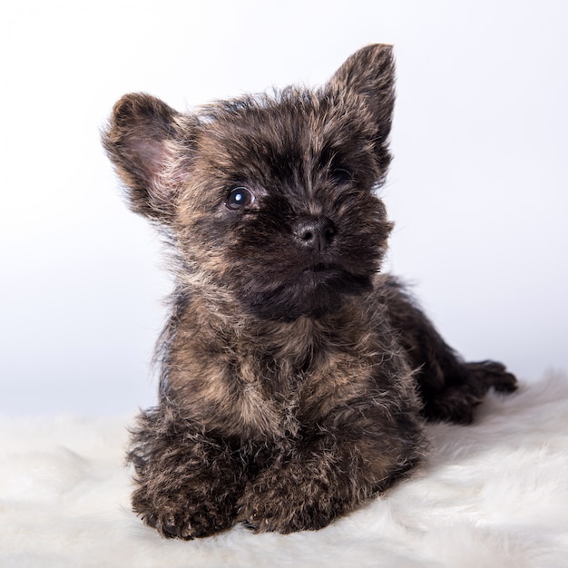 Foto primo piano del cucciolo di cane di cairn terrier