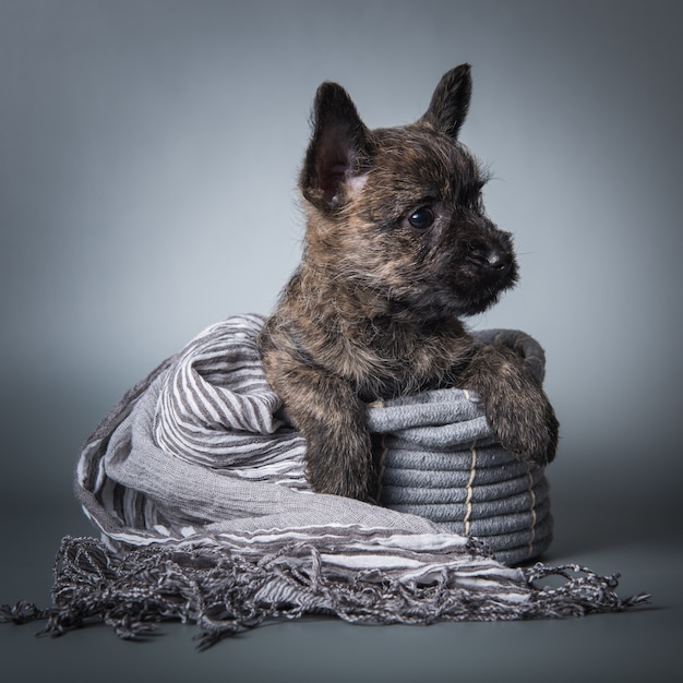 Cairn Terrier puppy hondje