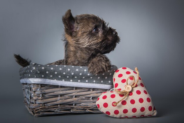 Cairn Terrier-puppy met rood hart Valentijnsdag