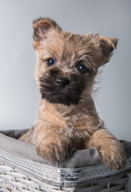 Cairn Terrier-puppy rode hond in doos op grijs