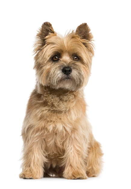 Cairn terrier sitting in front of a white wall