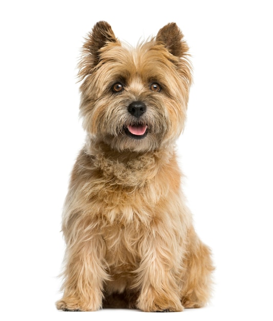 Cairn terrier sitting in front of a white wall