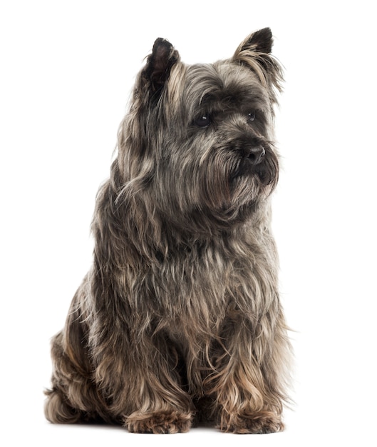 Cairn Terrier sitting isolated on white