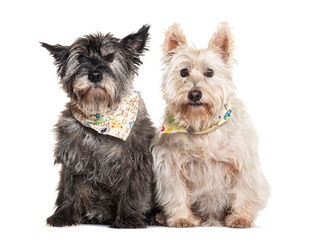 Cairn terrier and a West Highland Terrier