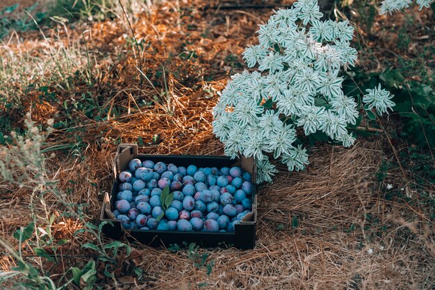 Caja llena de arandanos en el campo