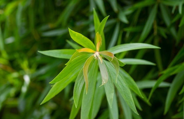 Foto cajuput melaleuca cajuputi jonge bladeren in ondiepe focus bovenaanzicht