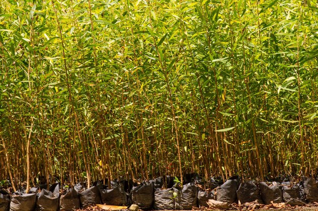 Cajuput Melaleuca cajuputi seedlings in the nursery in Yogyakarta Indonesia