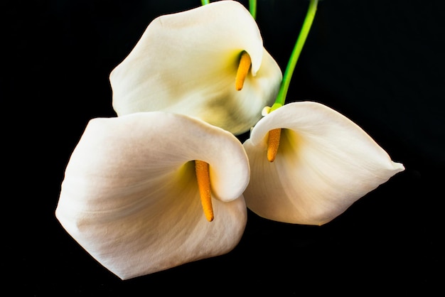 Cala lily bloem Witte uitwerpselen bloem op een zwarte achtergrond