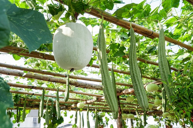 The calabash commonly known as vine calabash or bottle gourd. in organic garden, farmer producer