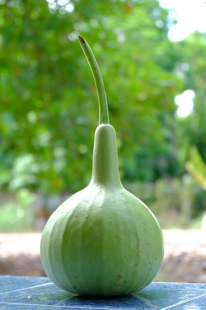 Photo calabash in garden home