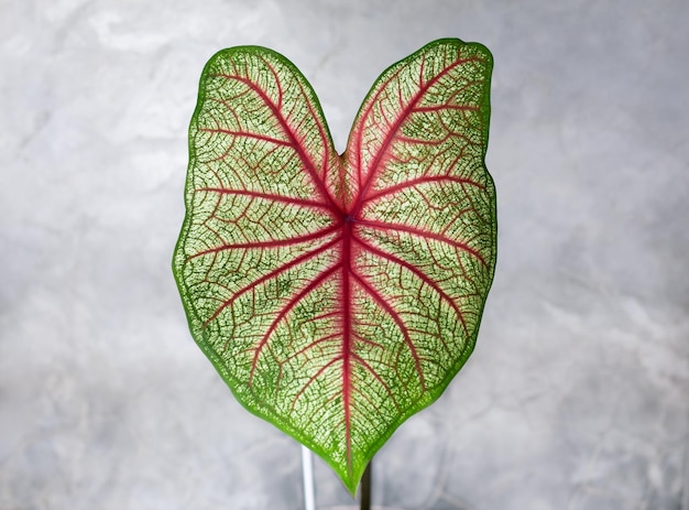 Photo caladium bicolor beautiful leaves best in the pot for garden decoration