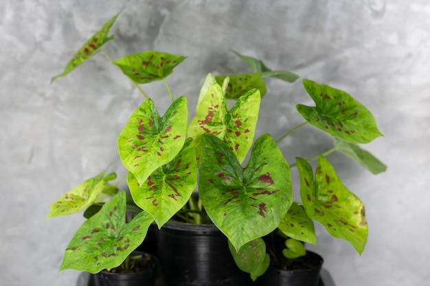 정원 장식용 냄비에 가장 적합한 Caladium Bicolor 아름다운 잎