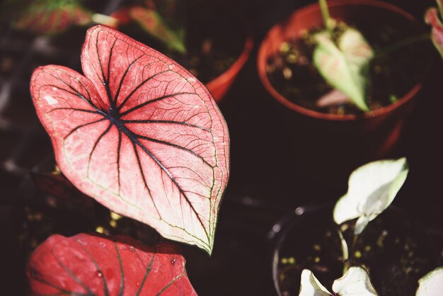 Caladium bicolor bladplant, kleurrijke bladeren in pot sierplant in de tuin diverse soorten bladkoningin, gevlekte bladeren Aglaonema Verpotplantconcept