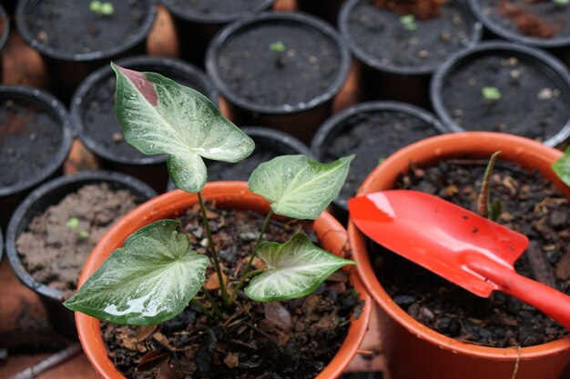 caladium bicolor Chaichon in pot geweldige plant voor tuindecoratie