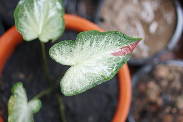 庭を飾るためのポットの素晴らしい植物のカラジューム二色チャイチョン