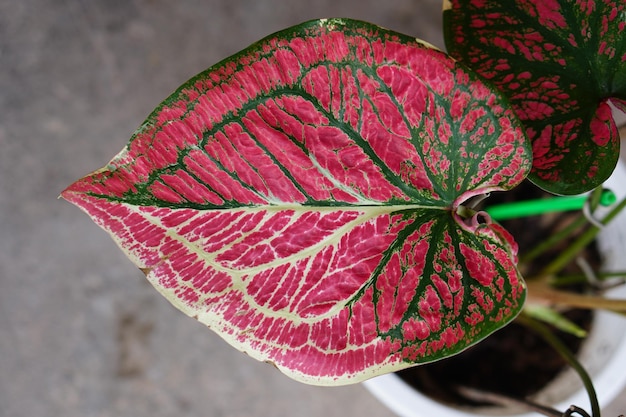 Foto caladium bicolor in pot geweldige plant voor tuindecoratie