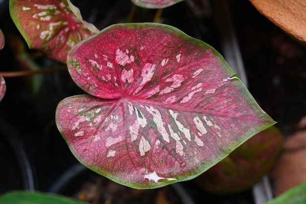 caladium bicolor in pot geweldige plant voor tuindecoratie