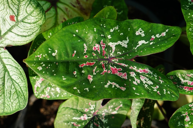 caladium bicolor in pot geweldige plant voor tuindecoratie