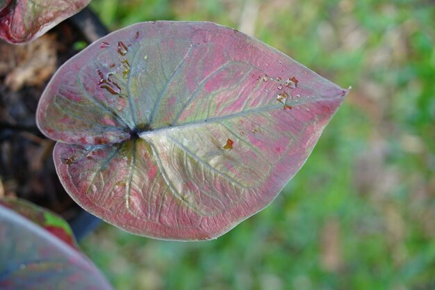 caladium bicolor in pot geweldige plant voor tuindecoratie