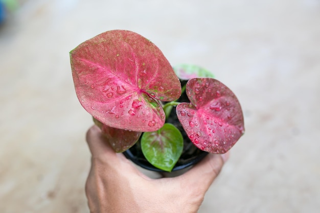 Caladium bicolor는 잎이 많은 식물의 여왕으로 간주됩니다.